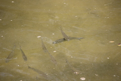 Planiliza subviridis