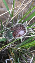 Paracotalpa granicollis