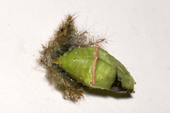 Limenitidinae