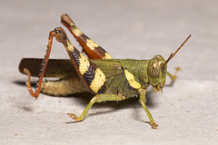 Apalacris varicornis