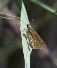 Poanes viator