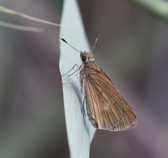Poanes viator
