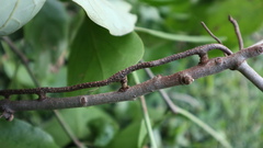 Dendrophthoe curvata