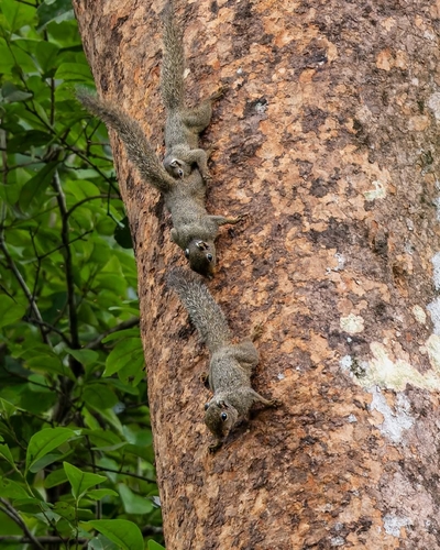 Neotropical Pygmy Squirrel