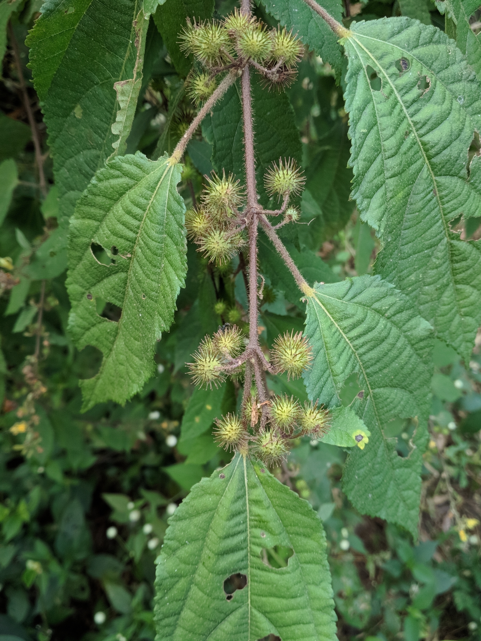 Triumfetta bogotensis