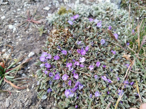 Astragalus peruvianus, photograph 6