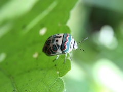Sphaerocoris annulus