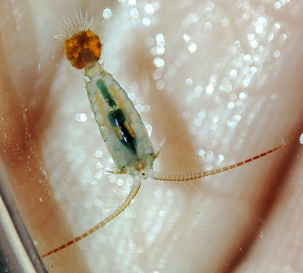 Hemidiaptomus