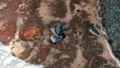 Oreophrynella quelchii