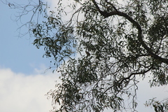 Pycnonotus