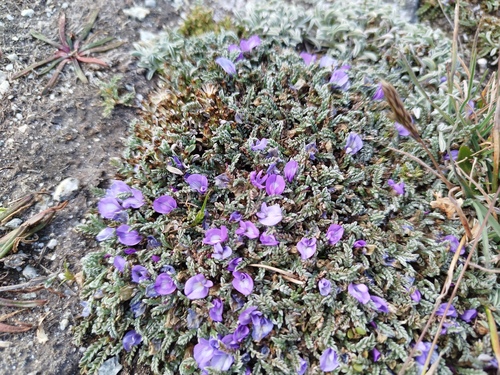 Astragalus peruvianus, photograph 5
