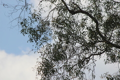 Pycnonotus