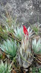 Tillandsia turneri