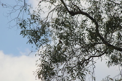 Pycnonotus