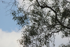Pycnonotus