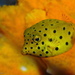 Boxfishes - Photo (c) Richard Ling, some rights reserved (CC BY-NC-ND)
