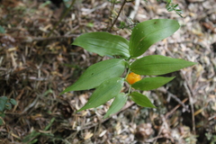 Streptopus streptopoides