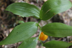 Streptopus streptopoides