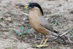 Brahminy Starling photo 5