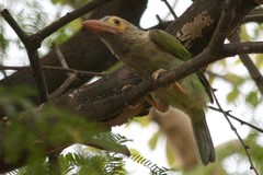 Psilopogon zeylanicus