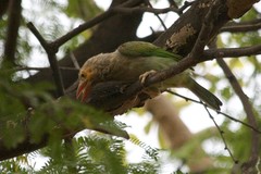 Psilopogon zeylanicus