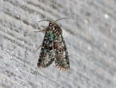 Paramiana smaragdina