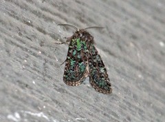 Paramiana smaragdina