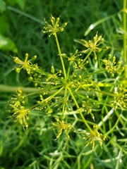 Arracacia tolucensis multifida