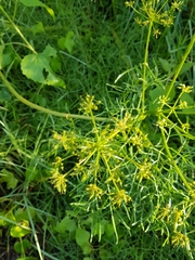 Arracacia tolucensis multifida