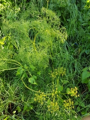Arracacia tolucensis multifida