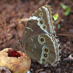 Morpho helenor achillides