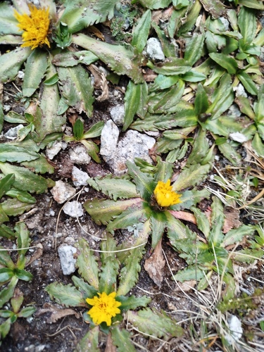 Hypochaeris meyeniana, photograph 6