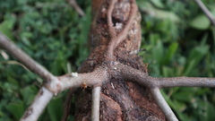 Dendrophthoe curvata