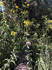 Helianthus californicus