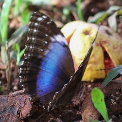 Morpho helenor achillides