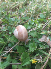 Otala lactea
