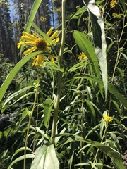 Helianthus californicus