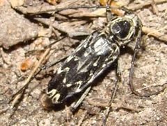 Sarosesthes fulminans