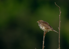 Passerculus sandwichensis
