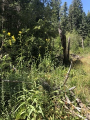 Helianthus californicus