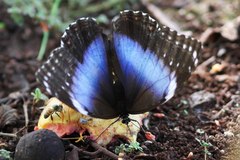 Morpho helenor achillides