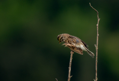 Passerculus sandwichensis