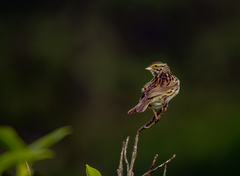 Passerculus sandwichensis