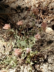 Monardella australis