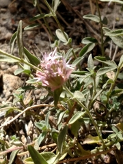 Monardella australis