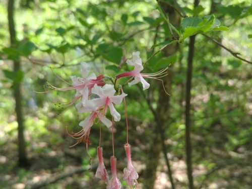 Image of Rhododendron periclymenoides by (c) Tom Field, some rights reserved (CC BY)