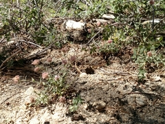 Monardella australis