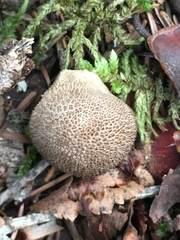 Lycoperdon nigrescens