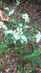 Pycnanthemum albescens
