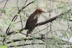 Cacomantis passerinus